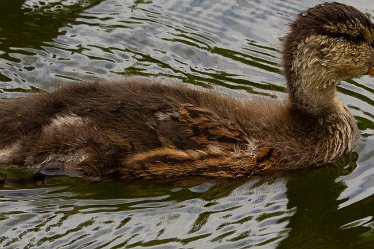 DC_aIMG_1796 15th May 2020: Willington: © 2022 by David Cowper