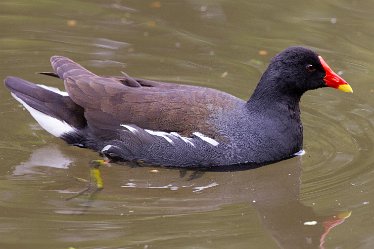 DC_aIMG_1801 15th May 2020: Willington: © 2022 by David Cowper