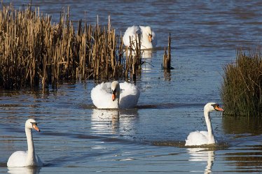 DC_aIMG_8265 26th February 2021: Willington: © 2022 by David Cowper