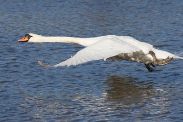 DC_aIMG_8274 26th February 2021: Willington: © 2022 by David Cowper