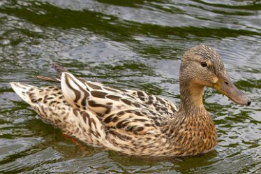 DC_abIMG_1793 15th May 2020: Willington: © 2022 by David Cowper