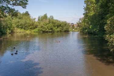 aIMG_0507 23rd June 2021: Brook Hollows: © 2021 by David Cowper