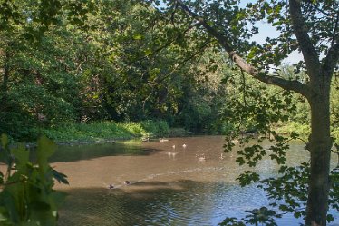 aIMG_0520 23rd June 2021: Brook Hollows: © 2021 by David Cowper