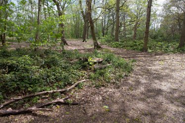 DC-aIMG_9882 4th May 2021: Beans Covert : © 2021 by David Cowper