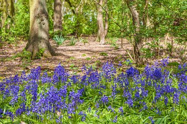 DC-aIMG_9883 4th May 2021: Beans Covert : © 2021 by David Cowper