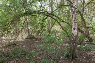 DC-aIMG_9904 4th May 2021: Beans Covert : © 2021 by David Cowper