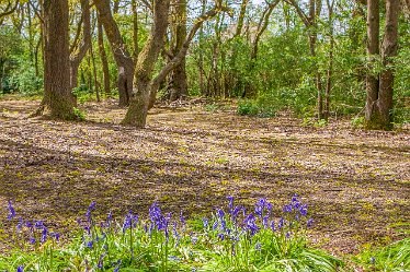 DC-aIMG_9906 4th May 2021: Beans Covert : © 2021 by David Cowper