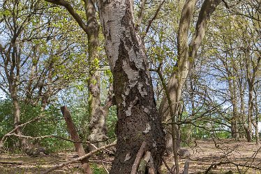 DC-aIMG_9911 4th May 2021: Beans Covert : © 2021 by David Cowper