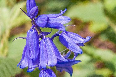 DC-aIMG_9931 4th May 2021: Beans Covert : © 2021 by David Cowper