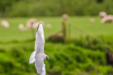 Jane-BL-18.5.21-black headed gull_AAA1148-1j1 18th May 2021: © 2020-21 Jane Rowbottom: Branston Leas: Gull