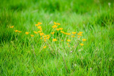 Jane-BL-18.5.21-buttercups_AAA1175-1j1 18th May 2021: © 2020-21 Jane Rowbottom: Branston Leas: Buttercups