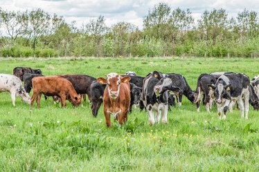 Jane-BL-18.5.21-cows_AAA1117-1j1 18th May 2021: © 2020-21 Jane Rowbottom: Branston Leas: Grazing cattle