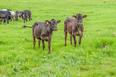 Jane-BL-18.5.21-cows_AAA1121-3j1 18th May 2021: © 2020-21 Jane Rowbottom: Branston Leas: Cattle