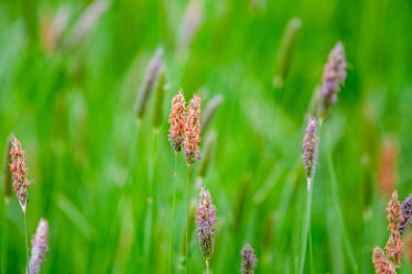 Jane-BL-18.5.21-flower_AAA1199-1j1 18th May 2021: © 2020-21 Jane Rowbottom: Branston Leas: Grasses