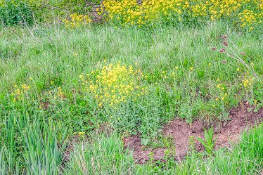 Jane-BL-18.5.21-riverside_AAA1216-1j1 18th May 2021: © 2020-21 Jane Rowbottom: Branston Leas: Riverside wild flowers