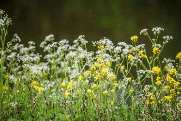 Jane-BL-18.5.21-wildflower_AAA1178-1j1 18th May 2021: © 2020-21 Jane Rowbottom: Branston Leas: Riverside wild flowers