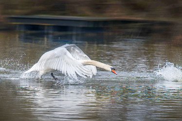 swan 1j1 Swans at Fradley Pool: 7th March 2021: © 2020-21 Jane Rowbottom