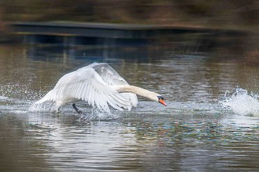 swan 1j1 Swans at Fradley Pond: 7th March 2021: © 2020-21 Jane Rowbottom