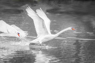 swan 2j1 Swans at Fradley Pool: 7th March 2021: © 2020-21 Jane Rowbottom