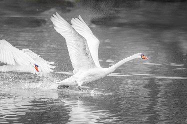 swan 2j1 Swans at Fradley Pond: 7th March 2021: © 2020-21 Jane Rowbottom