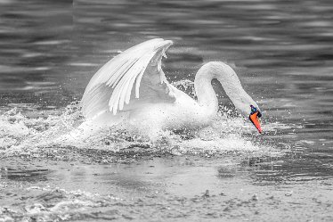 swan 3j1 Swans at Fradley Pond: 7th March 2021: © 2020-21 Jane Rowbottom
