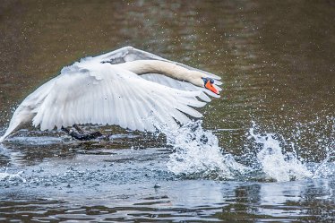 swan 4j1 Swans at Fradley Pond: 7th March 2021: © 2020-21 Jane Rowbottom