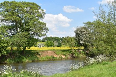 JC-DSC_0477 1st June 2021: © Julie Clark: Spring flowers and trees near Doveridge village