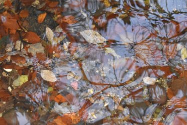 JC-DSC_a0733 November 2021: SWT Wolseley Bridge: © 2021 by Julie Clark