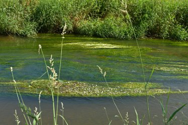 DSF_2283e July 2021: Confluence of the Dove and Churnet: © 2020-2021 Martin Robinson