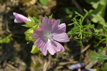 DSF_2361eCommon Mallow July 2021: Confluence of the Dove and Churnet: © 2020-2021 Martin Robinson: Mallow