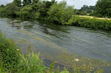 MR_DSF_1084 20th June 2021: © 2021 Martin Robinson: Doveridge to Uttoxeter circular walk