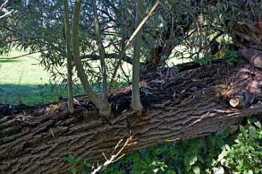 MR_DSH_2880_3339 Fallen Willow regenerates Confluence of Churnet _ Dove: © 2022 Martin Robinson: Fallen Willow regenerates