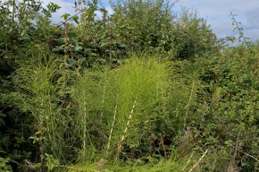 MR_DSH_2548_3368 Horse Tail- Equisetum Tutbury and the River Dove: 18.09.2022: © 2022 Martin Robinson: Horse Tail- Equisetum