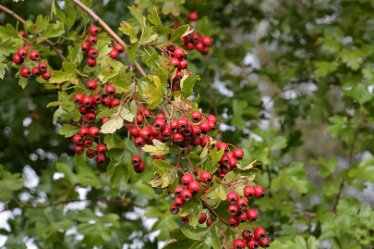 MR_DSH_2607_3389 Haws Tutbury and the River Dove: 18.09.2022: © 2022 Martin Robinson: Haws