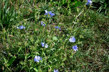 MR-DSH_2214_3213 abundance of chicory in one field September 2022: Abundance of chicory in one field: © 2022 Martin Robinson