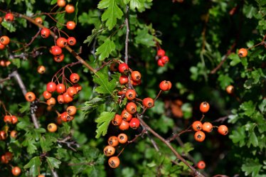 MR-DSH_2218_3214 Very early Autumn colour September 2022: Autumn colour: © 2022 Martin Robinson