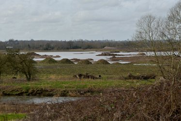 MR_DSG_1086_441 Staffs Way Doveridge Gun Club to Bridge 26th February: © 2022 Martin Robinson