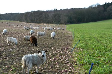 MR_DSG_0465_544 Wolseley Bridge to Etchinghill Circular walk: 9th January: © 2022 Martin Robinson