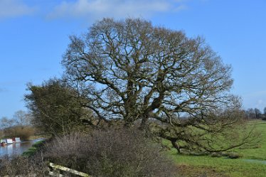 MR_DSG_0400_237 Wolseley Bridge section of Rugeley to Cannock Chase Circular walk: 3rd January 2022: © 2022 Martin Robinson