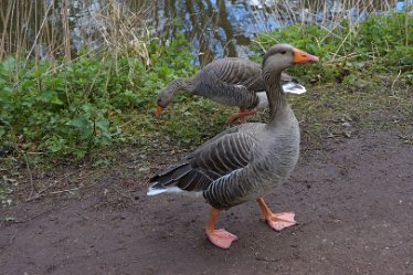 DSE_9039_edited-1 April 2021: SWT Wolseley Centre: © 2021 Martin Robinson