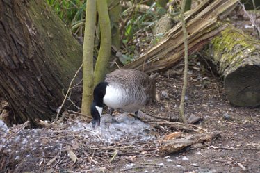 DSE_9126_edited-1 April 2021: SWT Wolseley Centre: © 2021 Martin Robinson