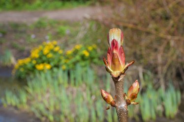 DSE_9145_Aesculus hippocastanum April 2021: SWT Wolseley Centre: © 2021 Martin Robinson