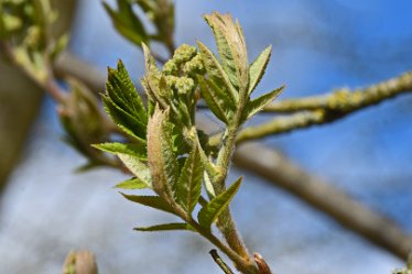 DSE_9147_Sorbus aucuparia April 2021: SWT Wolseley Centre: © 2021 Martin Robinson