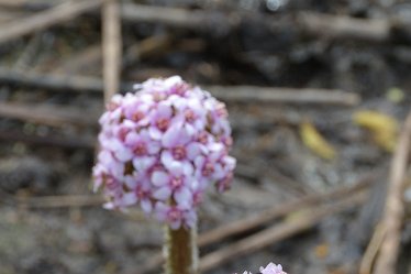 DSE_9152_Darmera peltata SWT Wolseley Centre: © 2020-2021 Martin Robinson