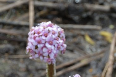 DSE_9152_Darmera peltata April 2021: SWT Wolseley Centre: © 2021 Martin Robinson