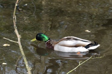 DSE_9156_edited-2 April 2021: SWT Wolseley Centre: © 2021 Martin Robinson