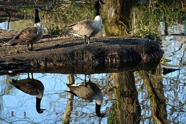 Wolseley Centre March 22 Wolseley Centre March: © 2022 Martin Robinson