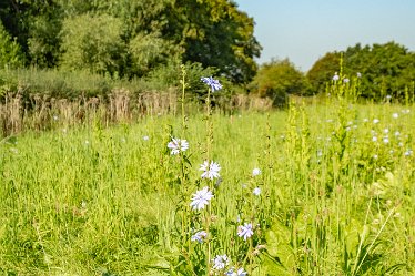 F23_3512r1 September 2023: Anchor Church and Walk from Foremark: © 2023 Paul L.G. Morris: Wild flowers growing in the field