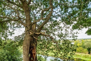 F23_2022-r1 August 2023: Anchor Church and Walk from Ingleby: © 2023 Paul L.G. Morris: Hollow tree