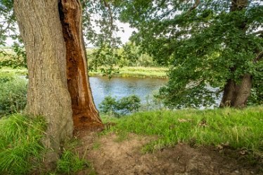 F23_2028-r1 August 2023: Anchor Church and Walk from Ingleby: © 2023 Paul L.G. Morris: Hollow tree